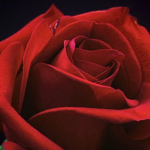 Shimmer's Closet - Picture 2 of 4